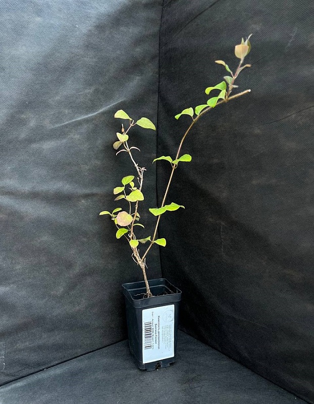 Жимолость декоративная Белгика Селект 1 шт Р9